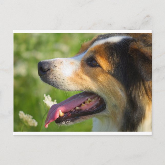 Border Collie Postcard (Front)