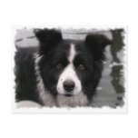 Border Collie Postcard