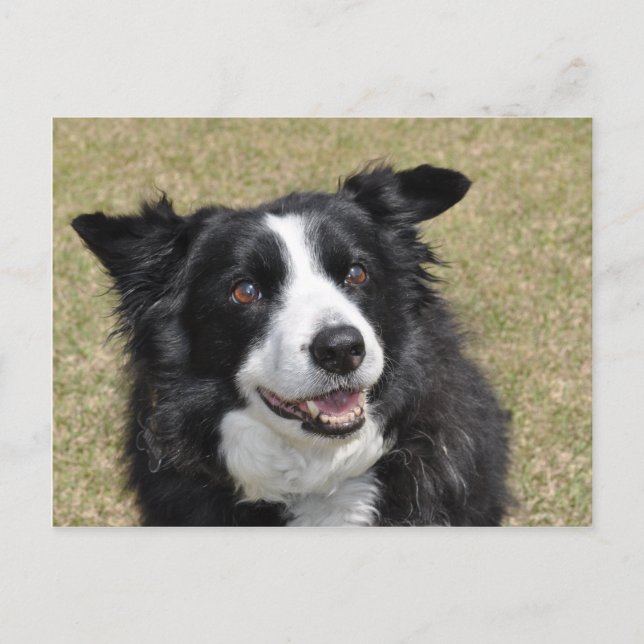 Border Collie Postcard (Front)