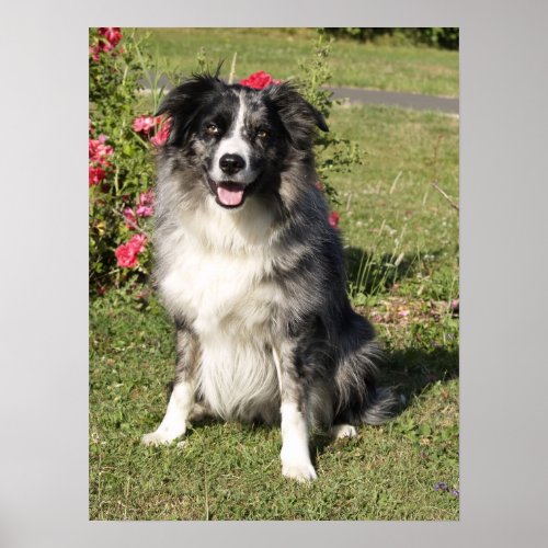 Border Collie Poster