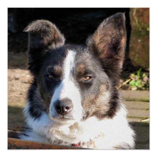 BORDER COLLIE POSTER