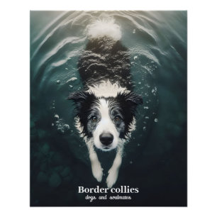 Border collie - poster
