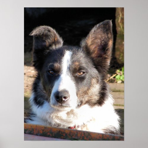 BORDER COLLIE POSTER