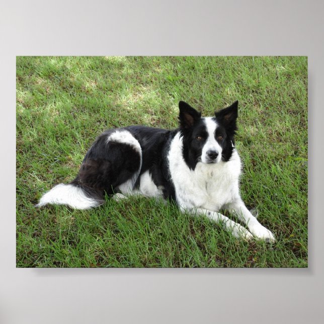 Border Collie Poster (Front)