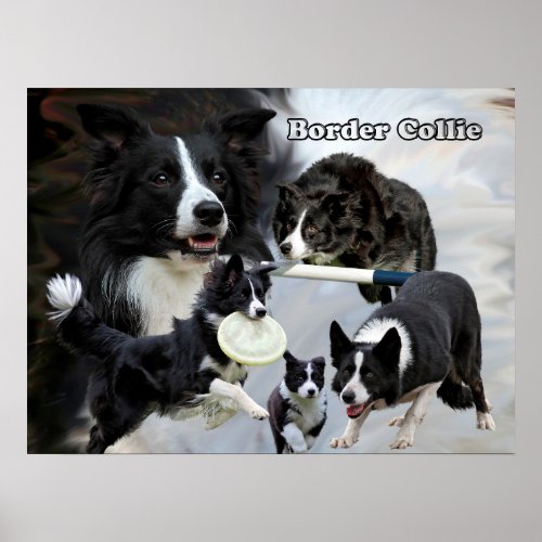 border collie poster