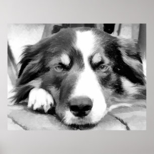 BORDER COLLIE POSTER