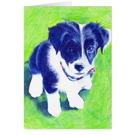 Border Collie Pup in coloured Pencil Cards (Front)