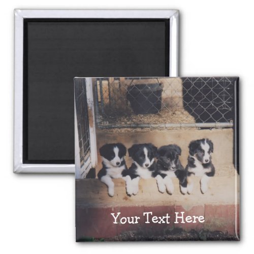 Border Collie Puppies Dog Magnet