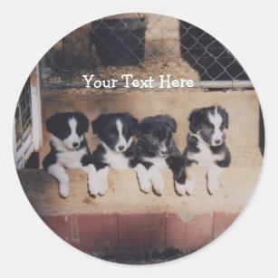 Border Collie Puppies Dog Sticker