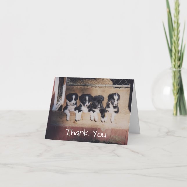 Border Collie Puppies Dog Thank You Card (Front)