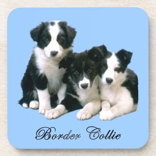 Border Collie Puppies Drink Coaster (Front)