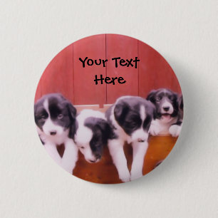 Border Collie Puppies In Drawer Button