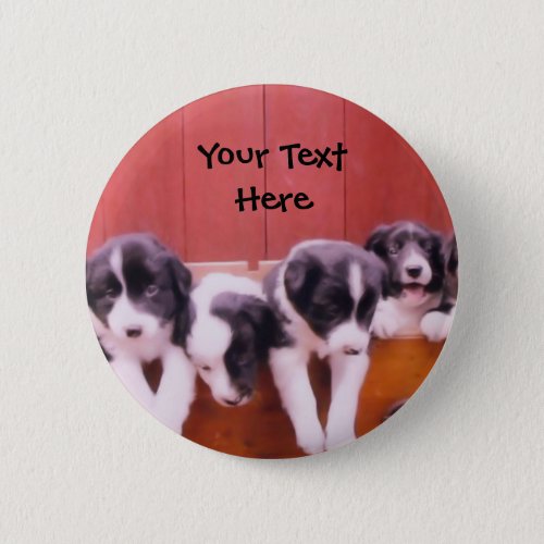 Border Collie Puppies In Drawer Button