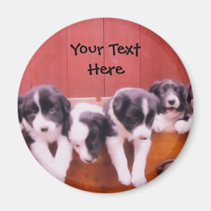 Border Collie Puppies In Drawer Magnet