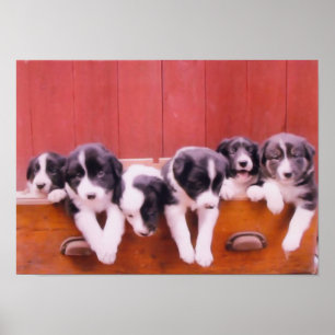 Border Collie Puppies In Drawer Painting Poster