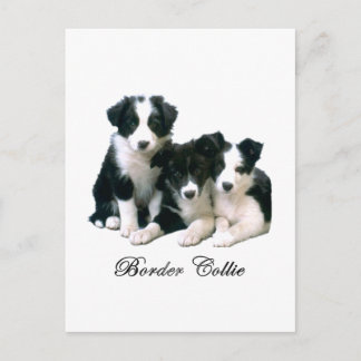 Border Collie Puppies Postcard