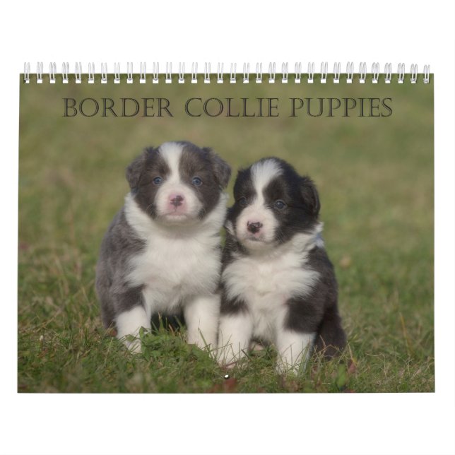 Border Collie Puppies wall calendar (Cover)