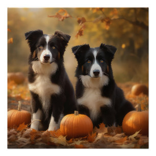 Border Collie Puppy Autumn Delight Pumpkin Poster