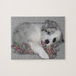 border collie puppy blue merle jigsaw puzzle