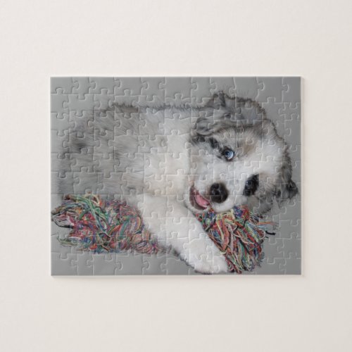 border collie puppy blue merle jigsaw puzzle