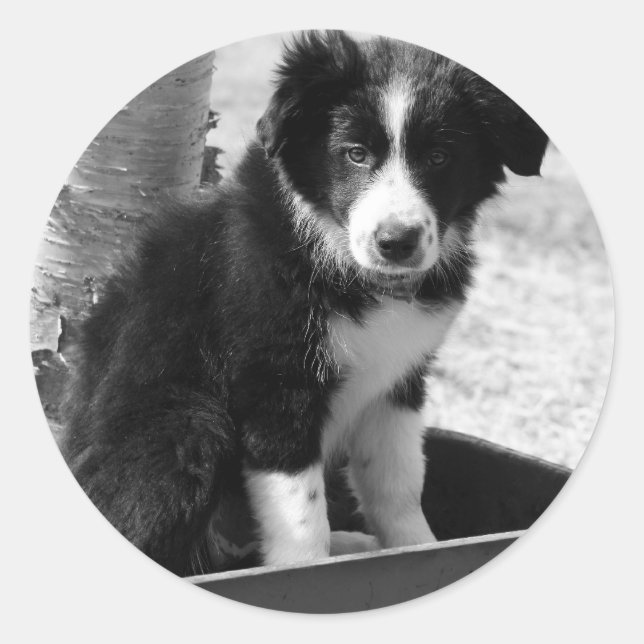 Border Collie Puppy Classic Round Sticker (Front)