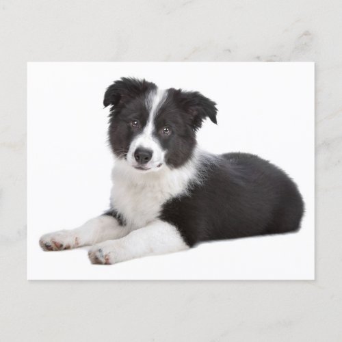 Border Collie Puppy Dog Blank Greeting Post Card