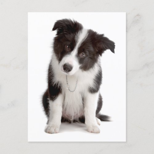 Border Collie Puppy Dog _ Blank Hello Love Postcard