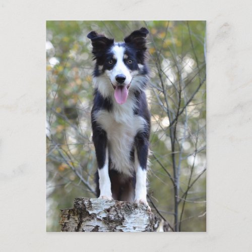 Border Collie Puppy Dog _ Blank Hello Love Postcard