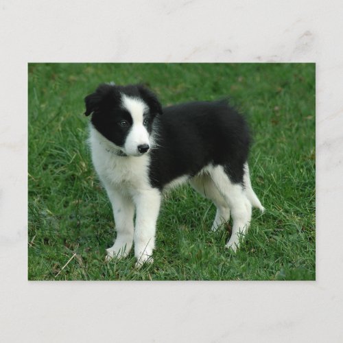 Border Collie Puppy Dog _ Blank Hello Love Postcard