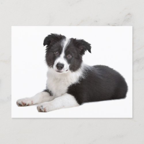 Border Collie Puppy Dog _ Blank Hello thank you Postcard
