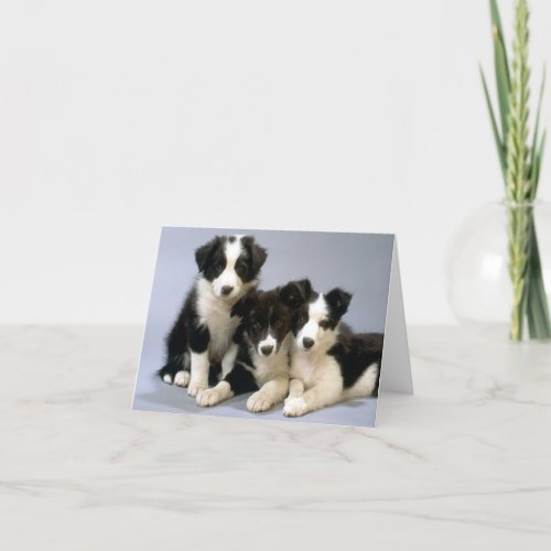 Border Collie Puppy Dog Blank Note Card