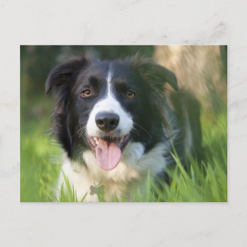 Border Collie Puppy Dog _ Blank Postcard