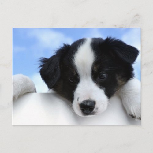 Border Collie puppy dog cute photo Postcard