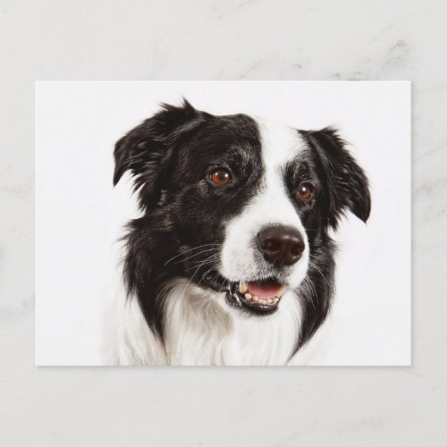 Border Collie Puppy Dog _ Hello Love Miss You Postcard