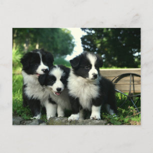 Border Collie Puppy Dog - Hello, Thinking of You Postcard