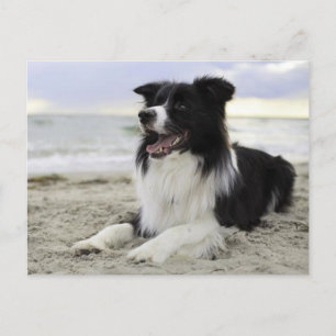 Border Collie Puppy Dog - Missing You, Hello Postcard