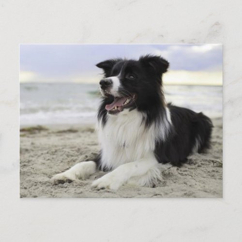 Border Collie Puppy Dog _ Missing You Hello Postcard