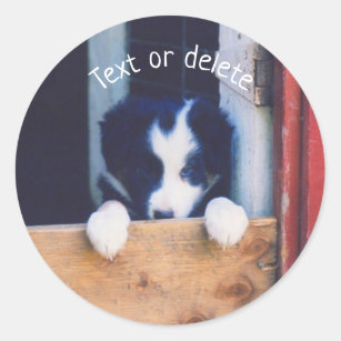 Border Collie Puppy Dog Personalized Classic Round Sticker