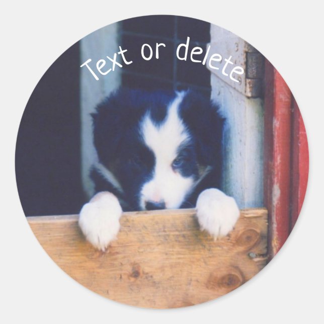 Border Collie Puppy Dog Personalized Classic Round Sticker (Front)