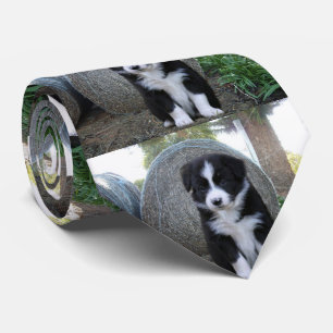 Border Collie Puppy Farm Life, Neck Tie