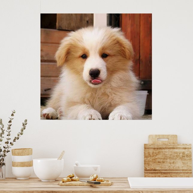 Border Collie Puppy~Golden Oz Red Poster | Zazzle