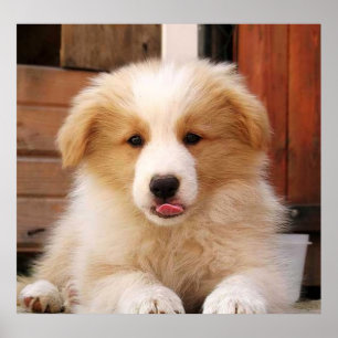 Border Collie Puppy~Golden Oz Red Poster