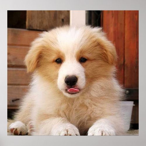 Border Collie PuppyGolden Oz Red Poster