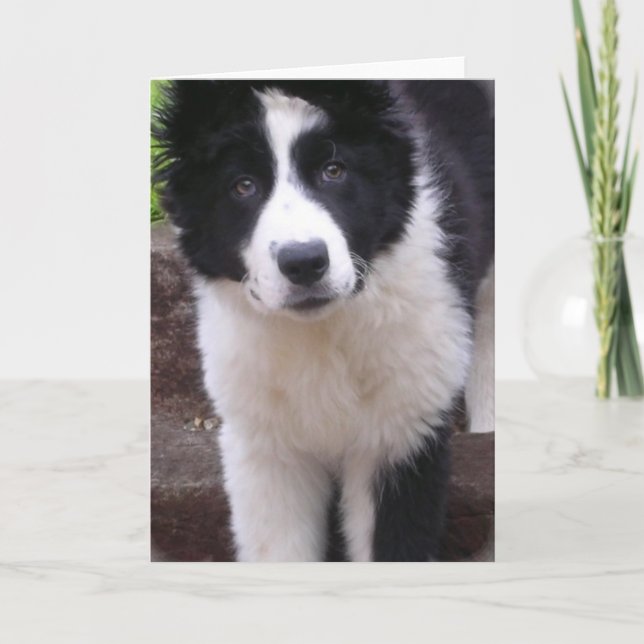 Border Collie Puppy Greeting Card (Front)