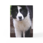Border Collie Puppy Greeting Card
