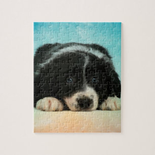 Border Collie Puppy Jigsaw Puzzle