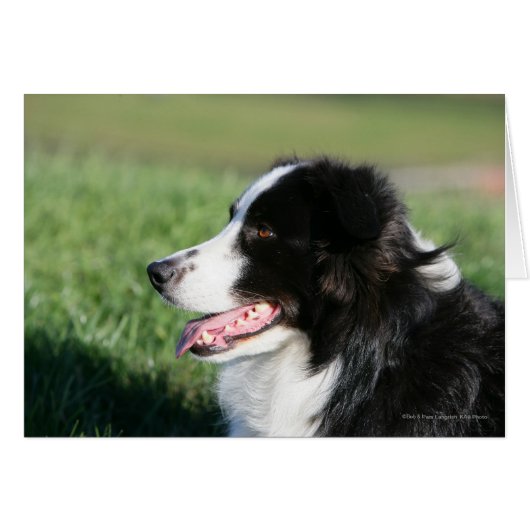 Border Collie Puppy Laying Down Cards (Front Horizontal)