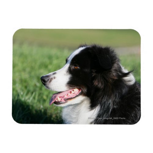 Border Collie Puppy Laying Down Magnet