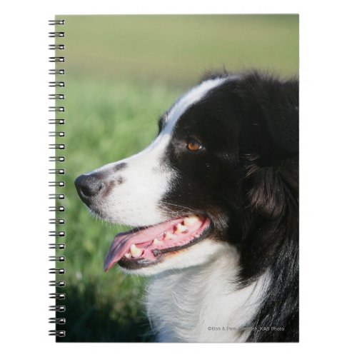 Border Collie Puppy Laying Down Notebook