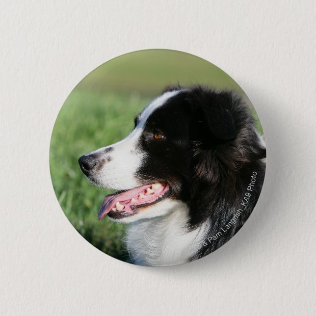 Border Collie Puppy Laying Down Pinback Button (Front)